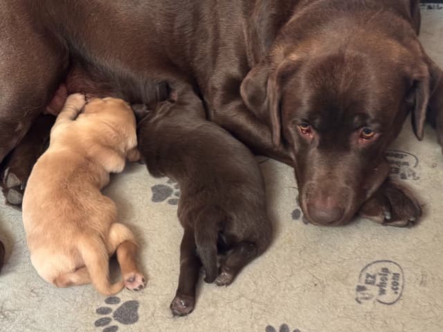 Labrador Retriever Puppies media 4