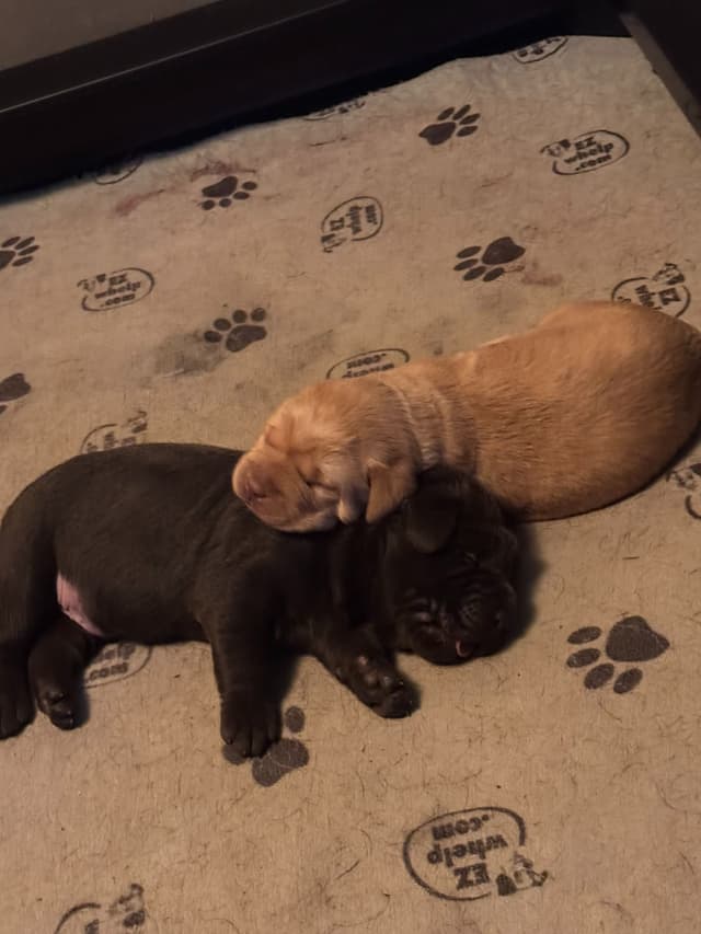 Labrador Retriever Puppies media 5