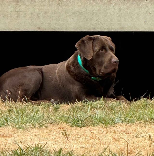 Labrador Retriever Puppies media 6