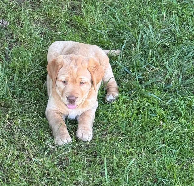 Labrador Retriever Puppies media 2