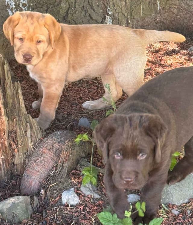 Labrador Retriever Puppies media 3