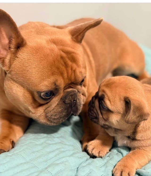 French Bulldog Puppies media 3
