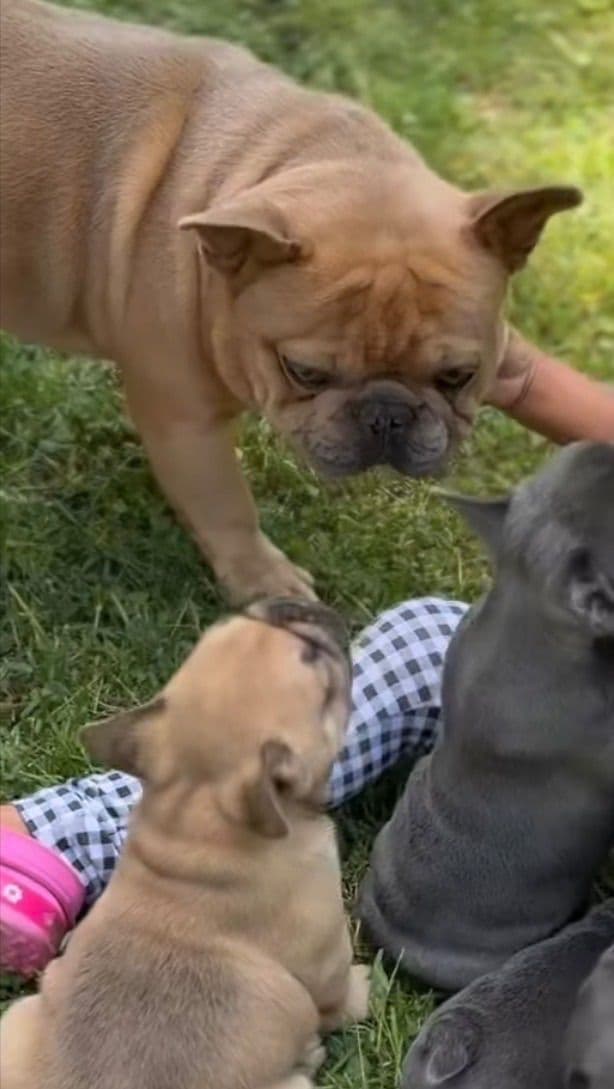 French Bulldog Puppies media 4