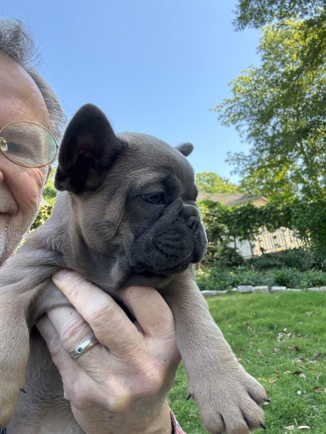 French Bulldog Puppies media 5