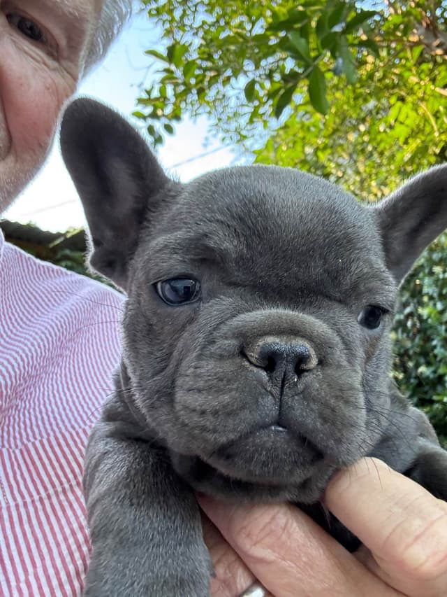 French Bulldog Puppies media 6