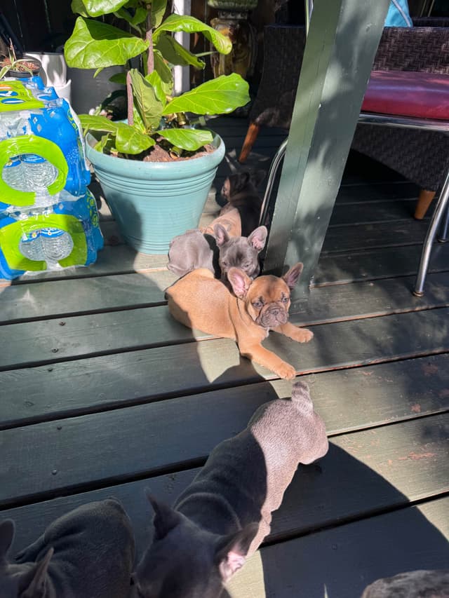 French Bulldog Puppies media 7