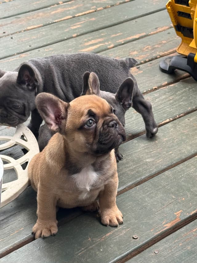 French Bulldog Puppies media 8