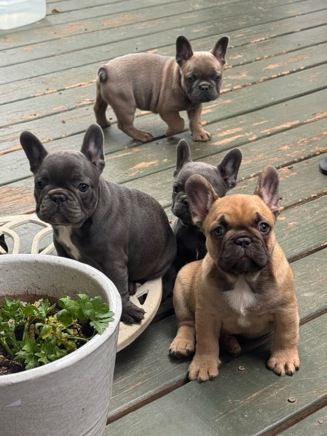 French Bulldog Puppies media 10