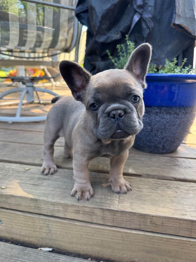 French Bulldog Puppies media 11