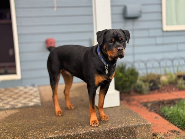 Rottweiler Puppies media 2