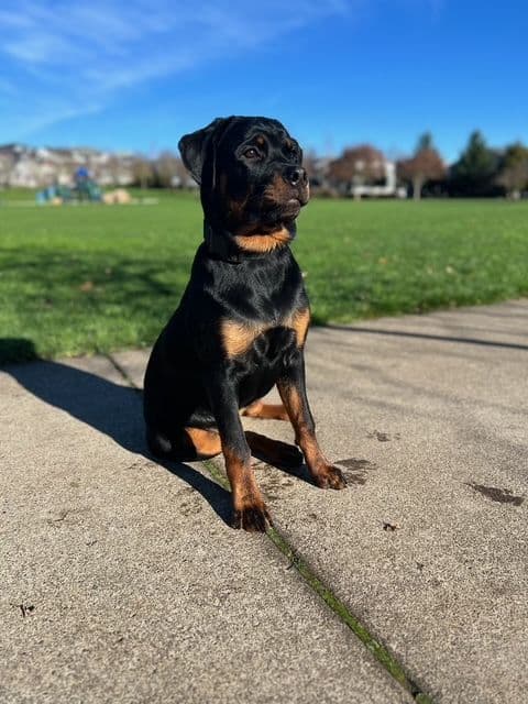 Rottweiler Puppies media 3