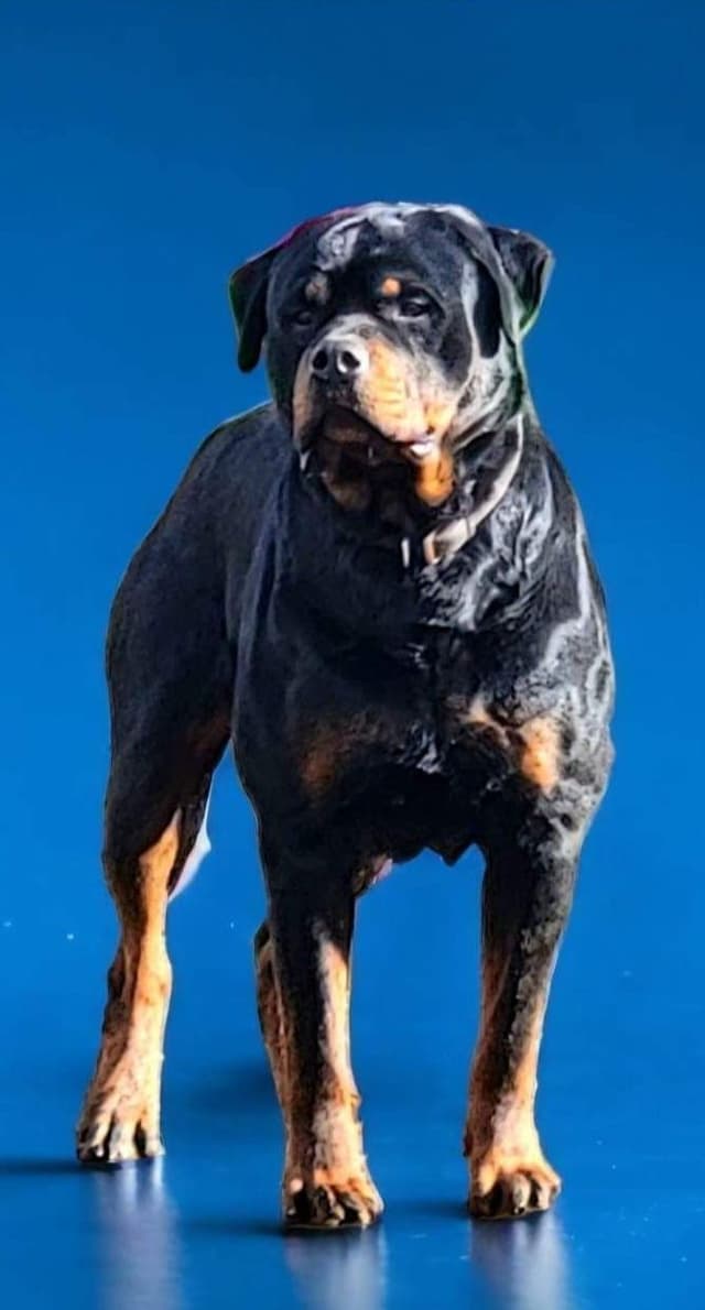 Rottweiler Puppies media 5
