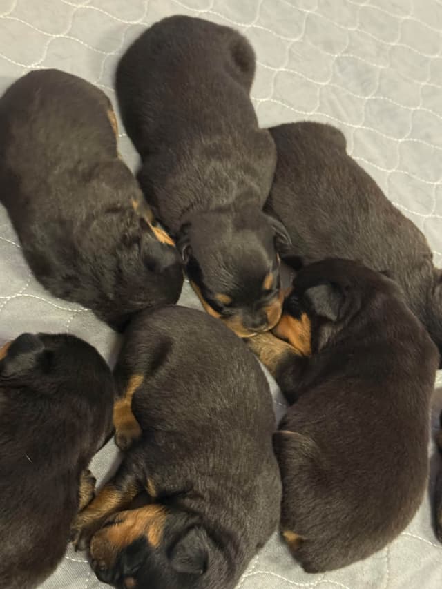 Rottweiler Puppies media 8