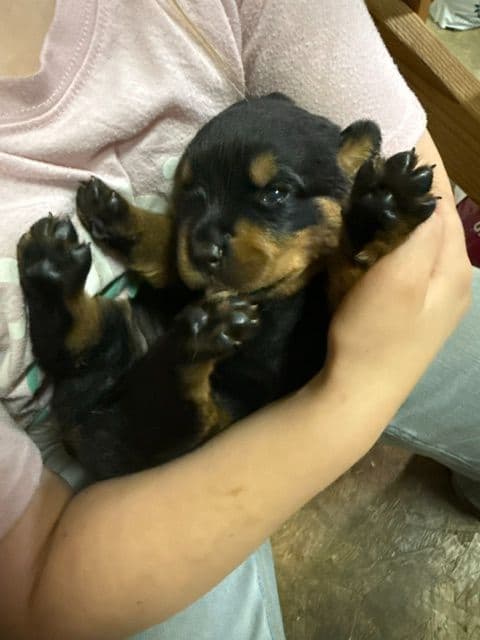 Rottweiler Puppies media 9
