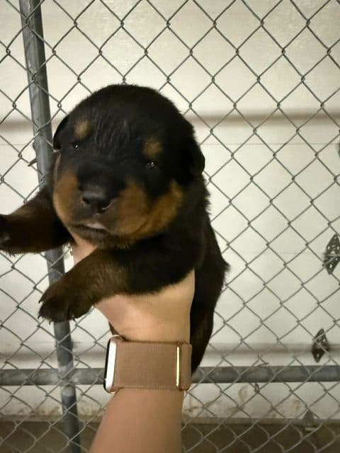 Rottweiler Puppies media 10