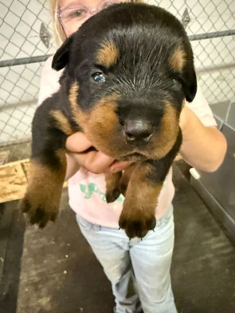 Rottweiler Puppies media 11