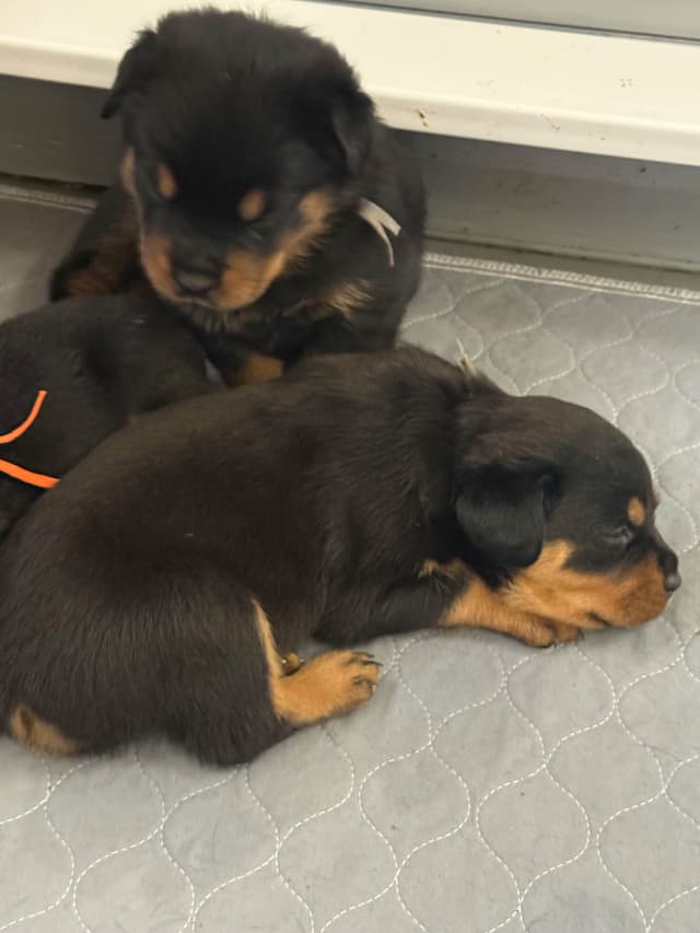 Rottweiler Puppies media 12