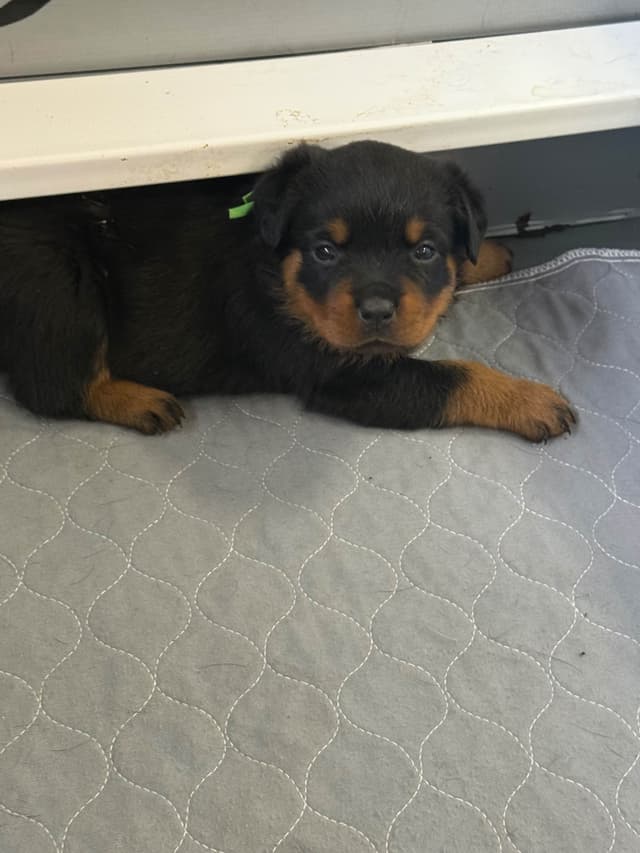 Rottweiler Puppies media 13