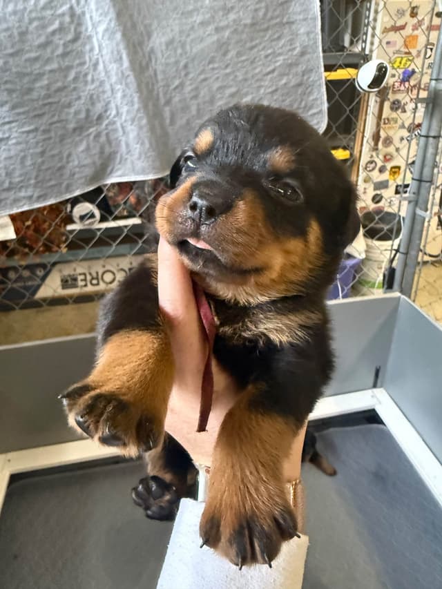 Rottweiler Puppies media 14