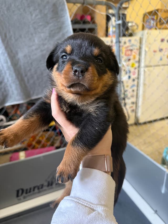Rottweiler Puppies media 15