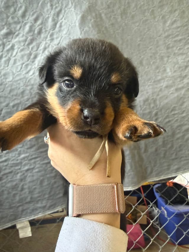 Rottweiler Puppies media 16