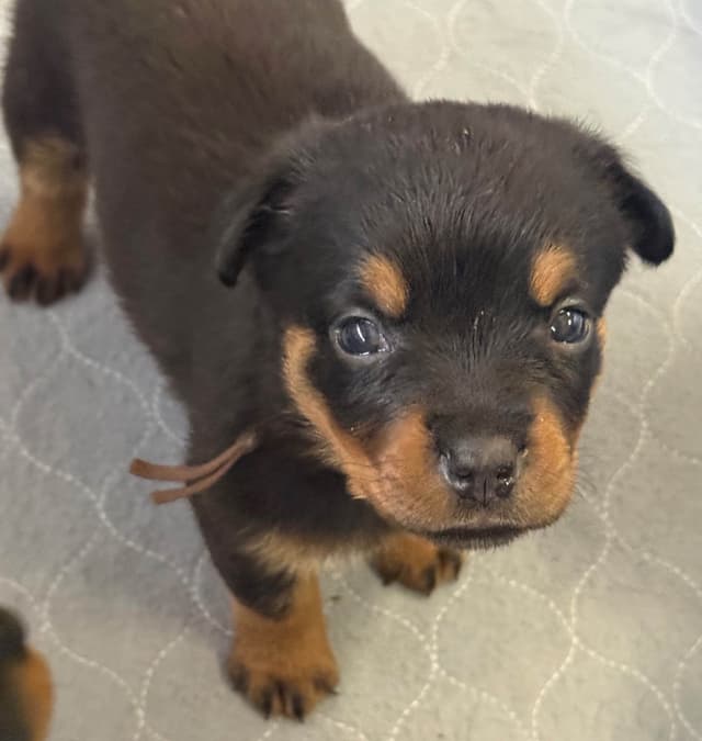 Rottweiler Puppies media 17