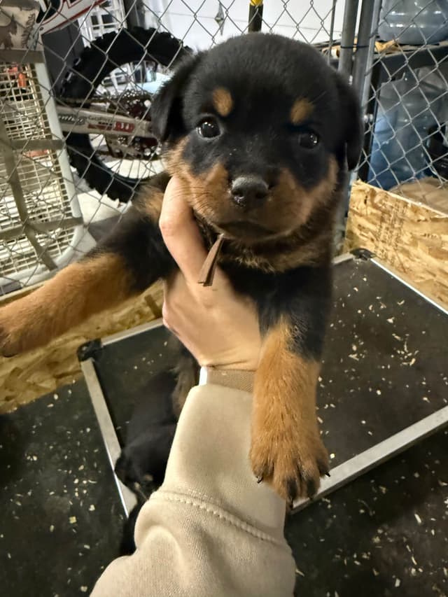 Rottweiler Puppies media 18