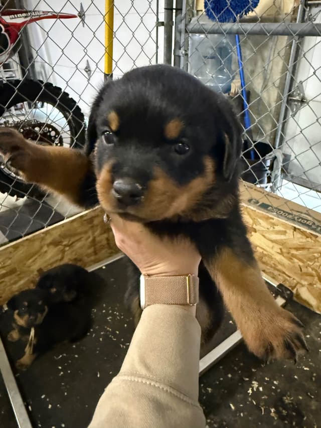 Rottweiler Puppies media 19