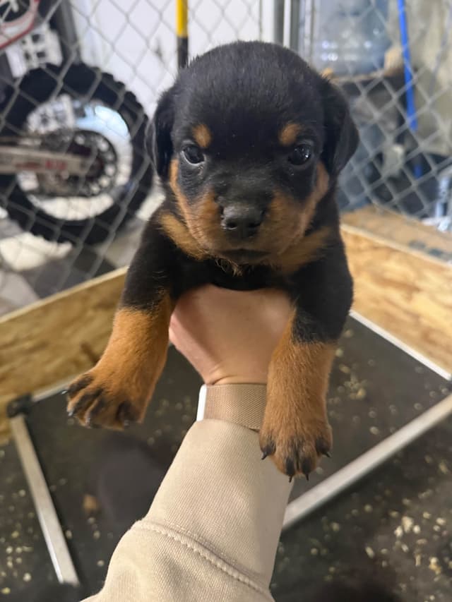 Rottweiler Puppies media 20