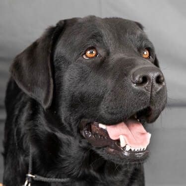 Labrador Retriever Puppies breeder image 2