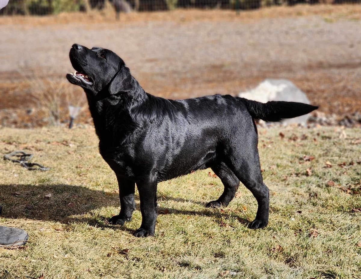 Labrador Retriever Puppies breeder image 6
