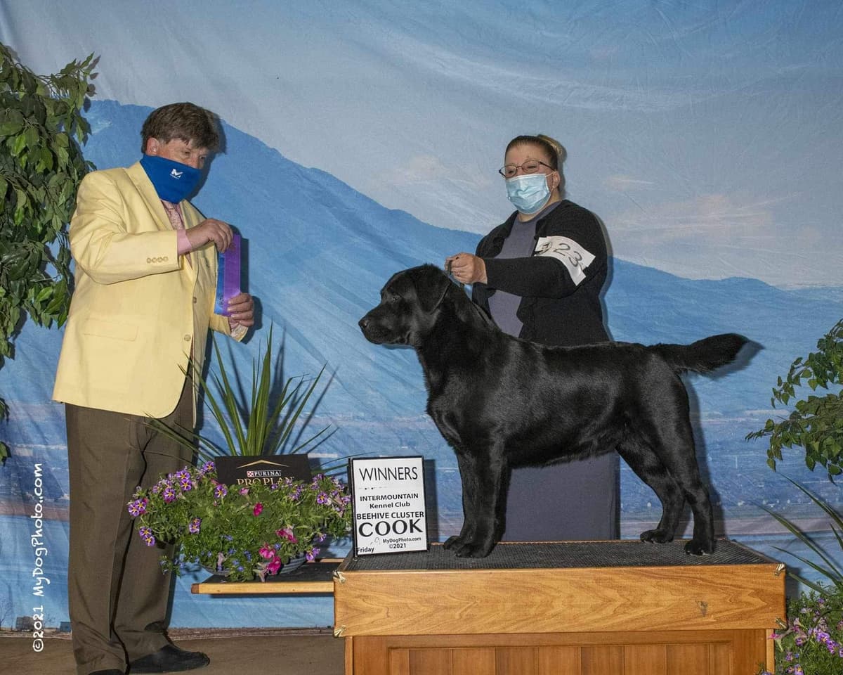 Labrador Retriever Puppies breeder image 7