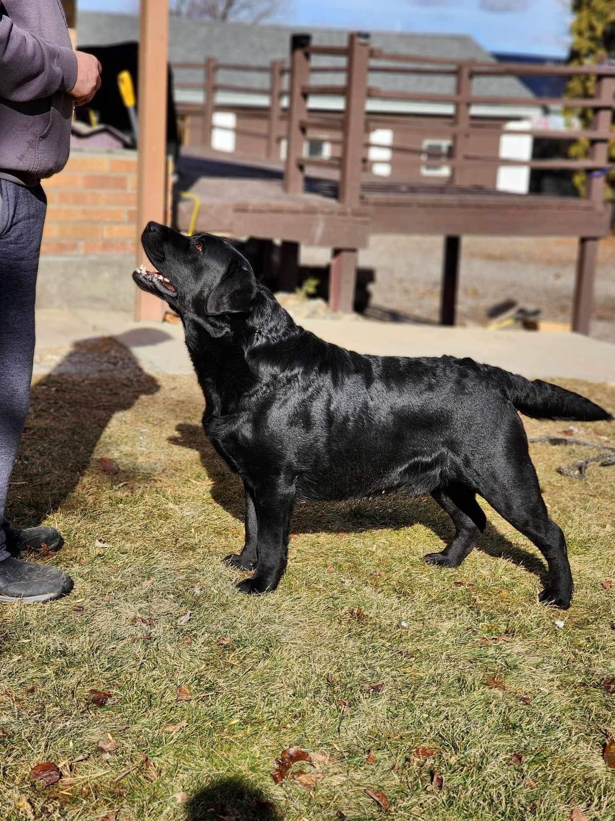 Labrador Retriever Puppies breeder image 8