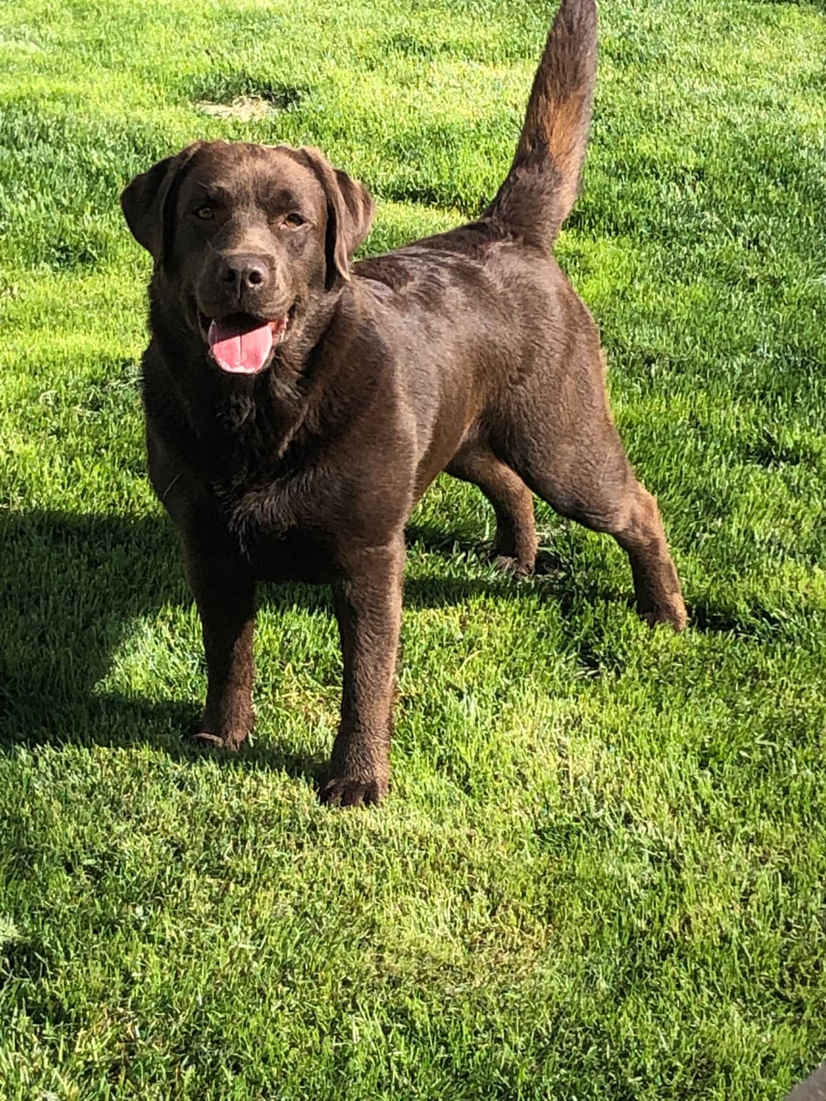 Labrador Retriever Puppies breeder image 9