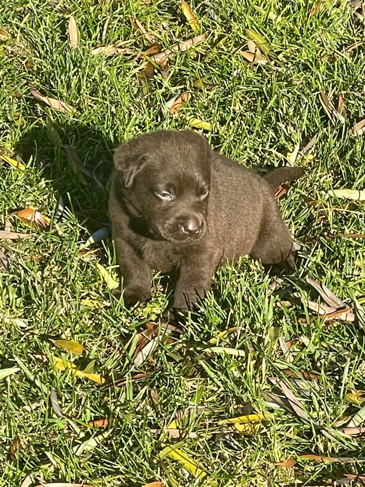 Labrador Retriever Puppies breeder image 10