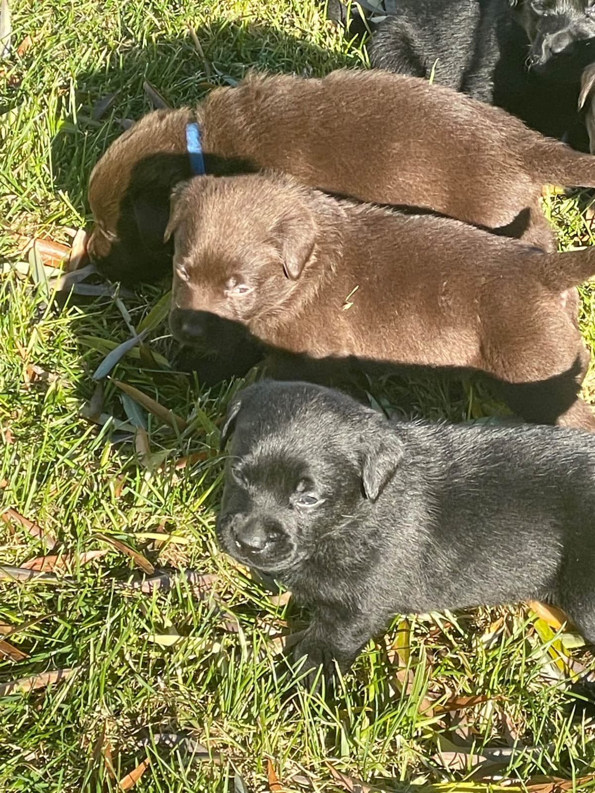 Labrador Retriever Puppies breeder image 11