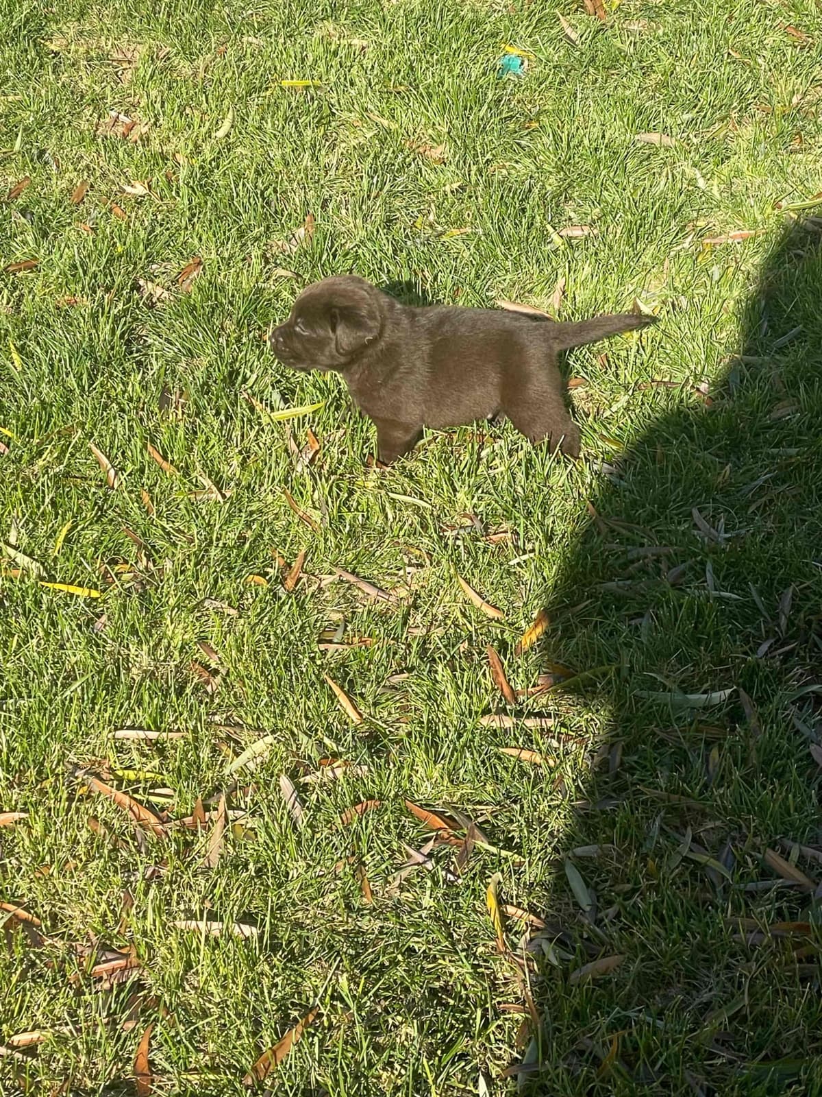 Labrador Retriever Puppies breeder image 12