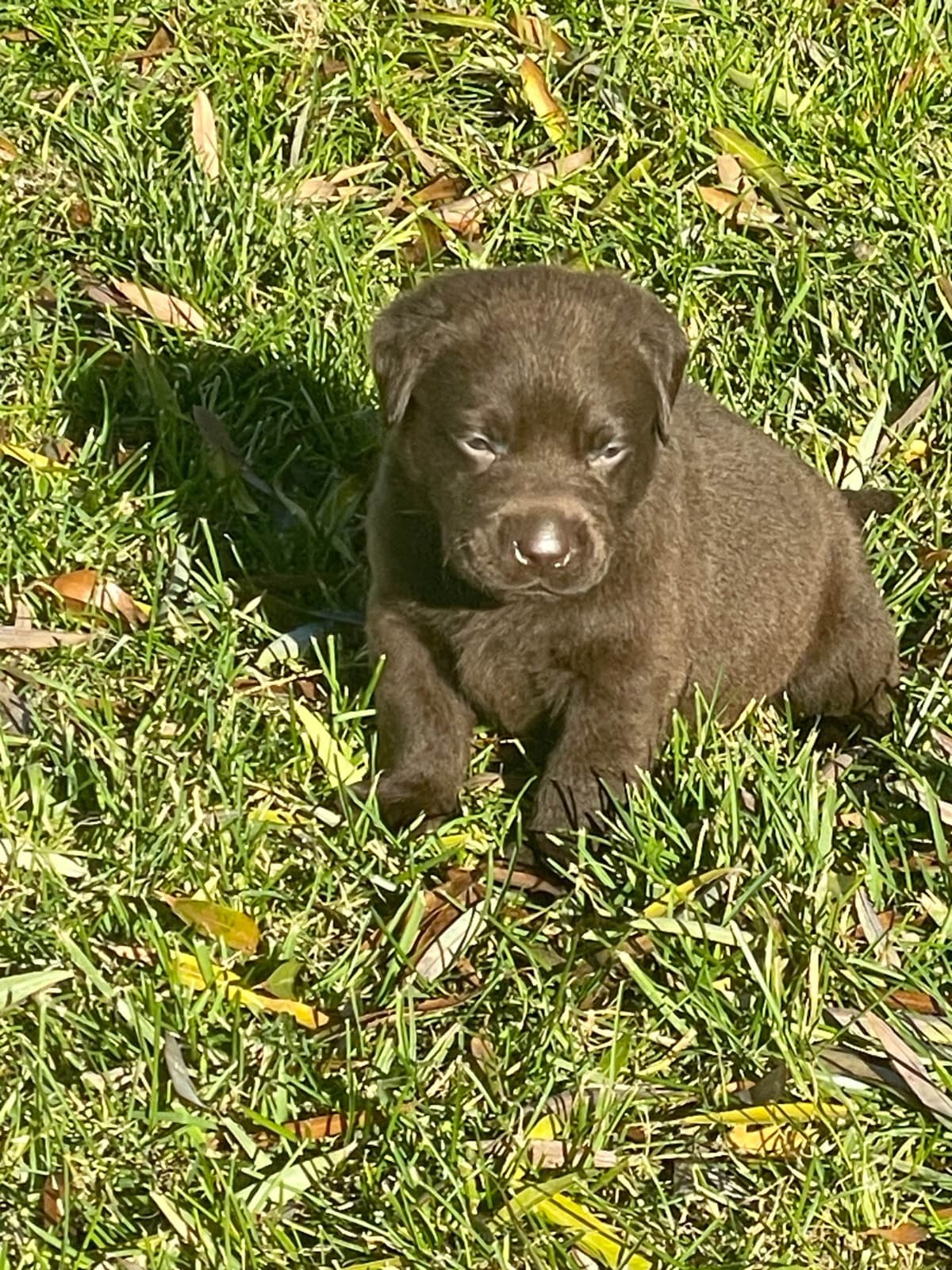 Labrador Retriever Puppies breeder image 13