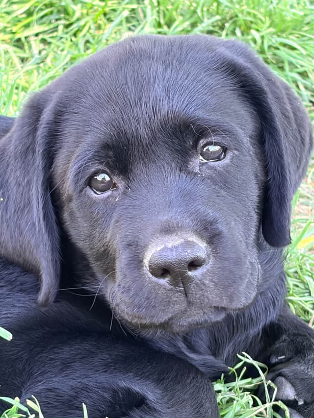 Labrador Retriever Puppies media 3