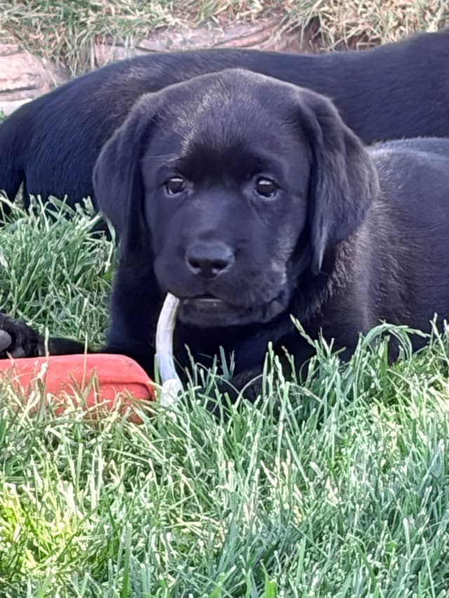 Labrador Retriever Puppies media 4