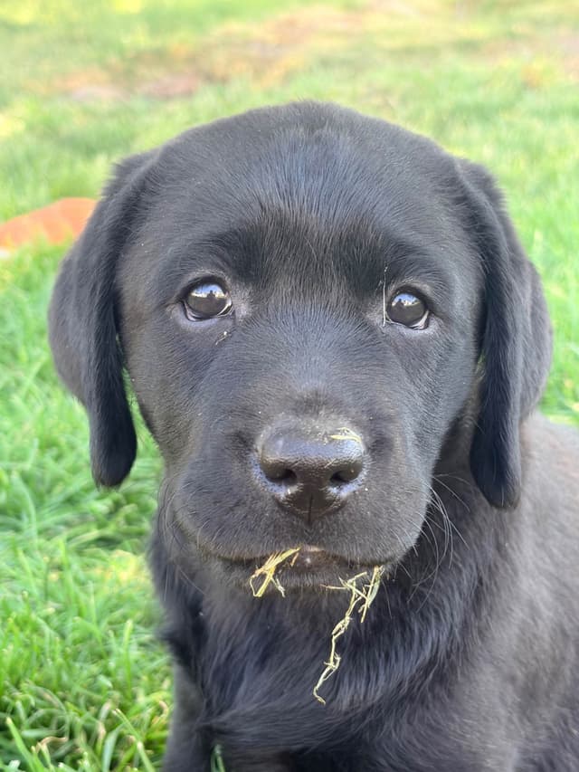 Labrador Retriever Puppies media 5
