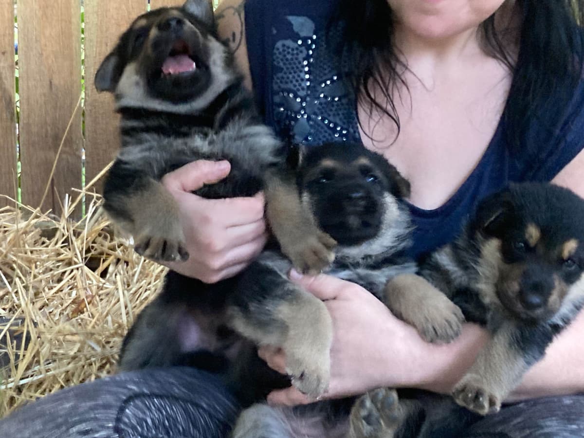 German Shepherd Dog Puppies breeder image 3