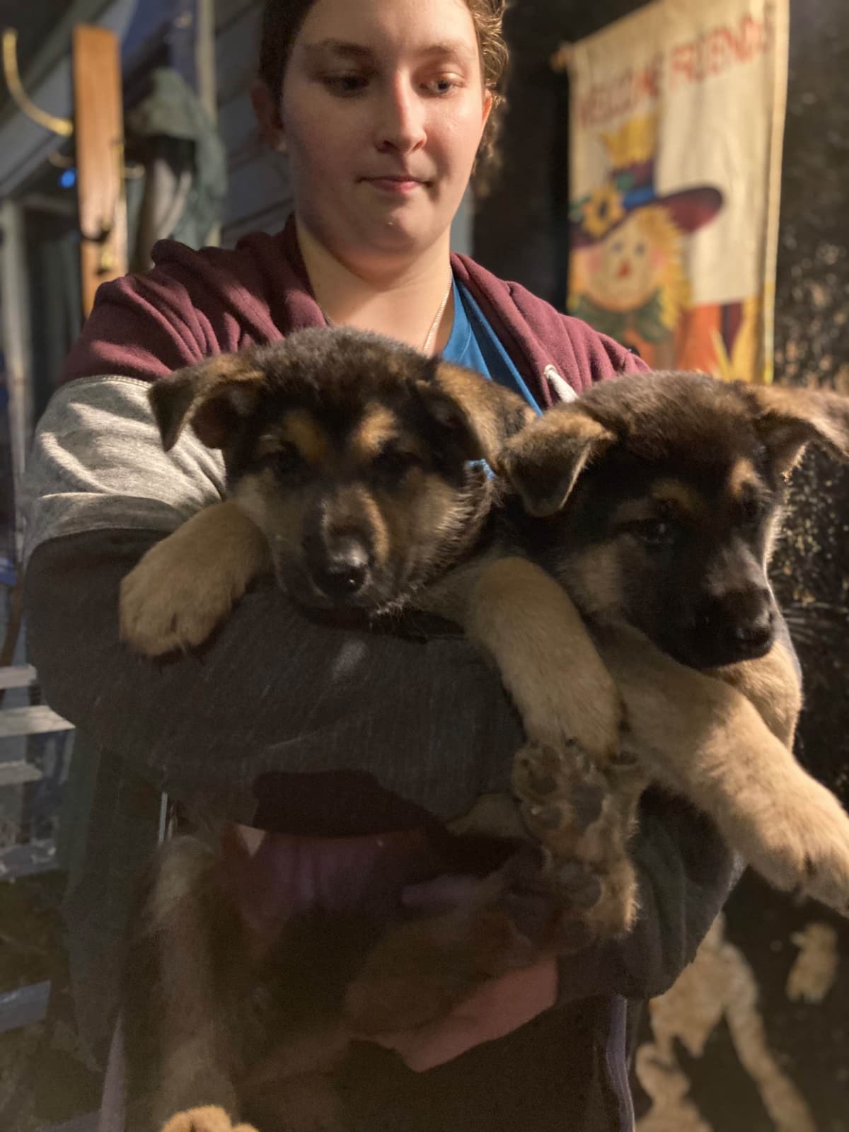 German Shepherd Dog Puppies breeder image 4