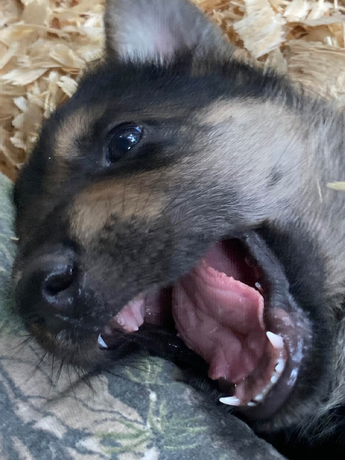 German Shepherd Dog Puppies breeder image 6