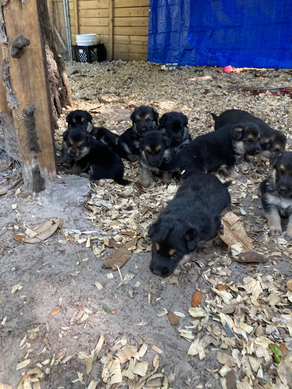 German Shepherd Dog Puppies breeder image 10