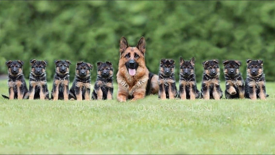 German Shepherd Dog Puppies breeder image 11