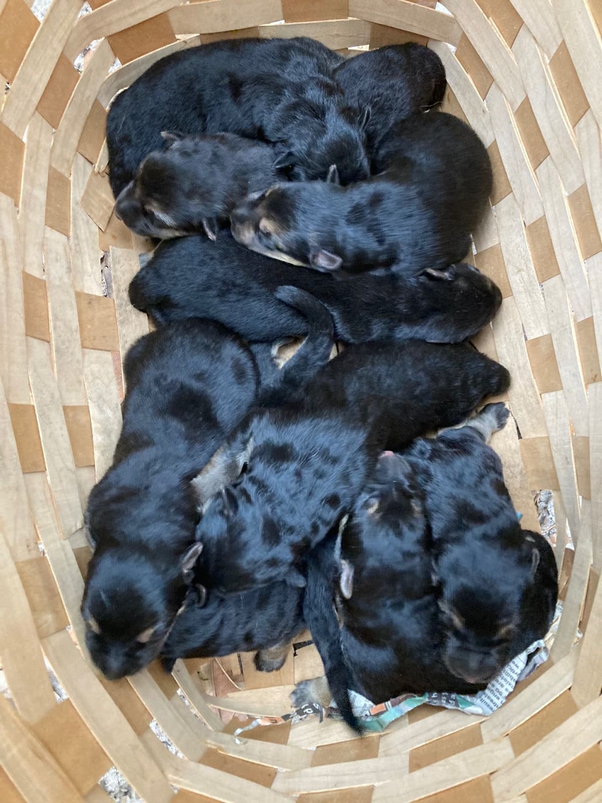 German Shepherd Dog Puppies breeder image 13