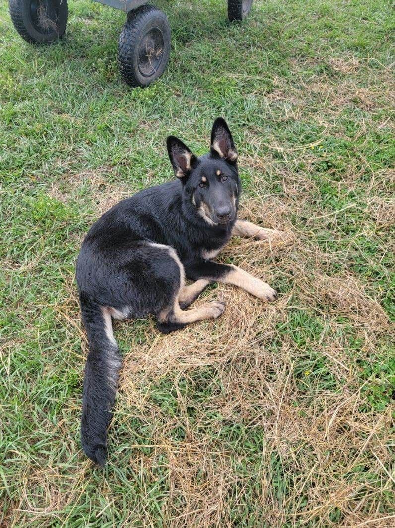 German Shepherd Dog Puppies breeder image 15