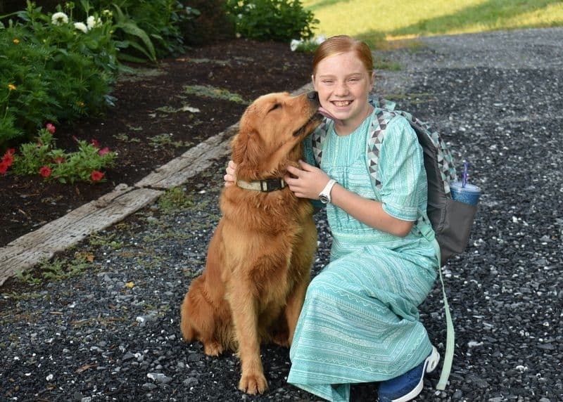 Golden Retriever Puppies breeder image 1