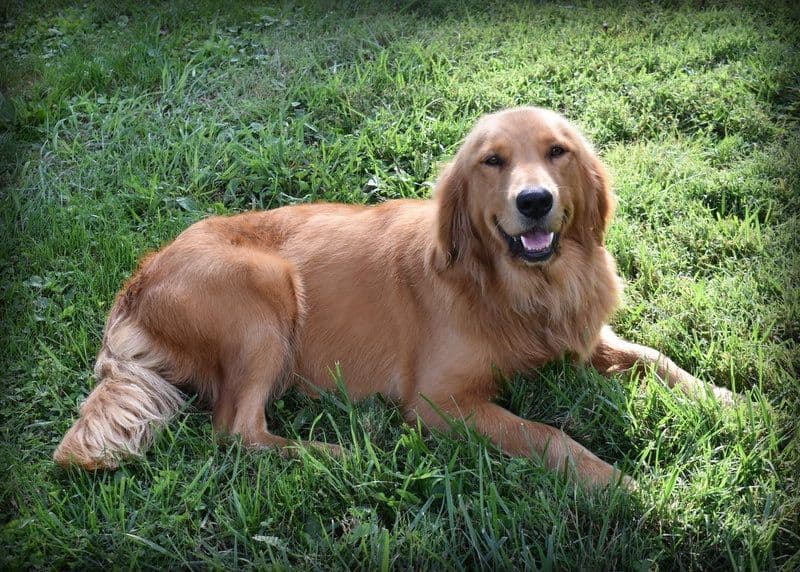 Golden Retriever Puppies breeder image 3